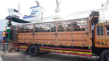 1.213 SAPI PERAH BUNTING TIBA DI CILACAP!, BUKTI NYATA KEMITRAAN SWASTA DAN PETERNAK RAKYAT