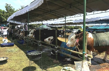INDO LIVESTOCK GRAND CHAMPIONSHIP DIPERKENALKAN, DORONG STANDAR KOMPETISI TERNAK NASIONAL