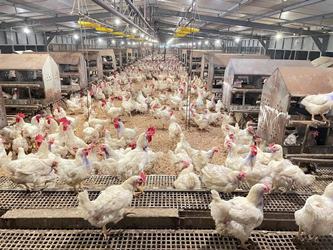 JAGA PASOKAN DAN HARGA, KEMENTAN EVALUASI PEMASUKAN BIBIT AYAM RAS TRIWULAN I 2026